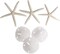 White Finger Starfish and Sand Dollar Collection (3) 4"-6" White Finger Starfish and (3) 3" - 3 1/2" White Sand Dollars Wedding Seashell Craft 1 Pack